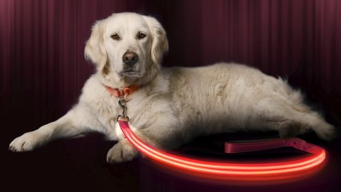 Light Up Dog Walking Leash Great For Night Walks Improves Safety